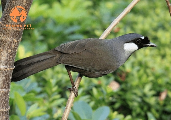 Mua Bán Chim Khướu: Hướng Dẫn Chọn Lọc và Giá Cả Tốt Nhất!